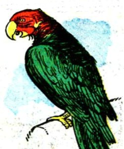 Henry (Blooeys Bird)